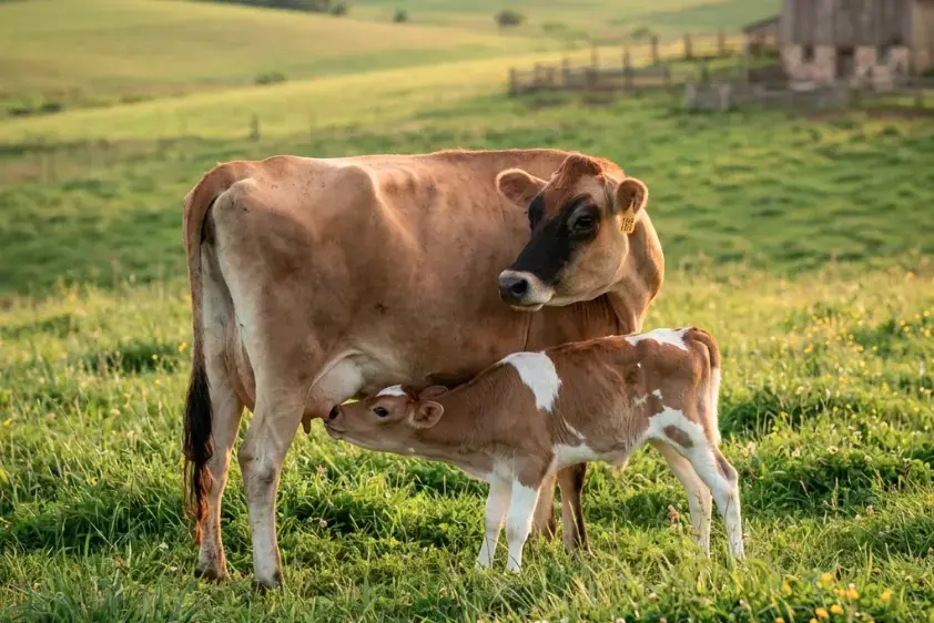 Cow with a small calf