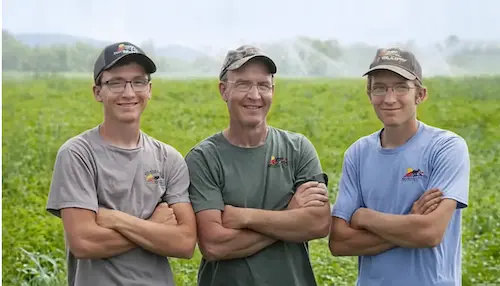 Cattle grazing in an open pasture