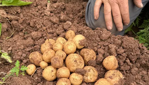 Cattle grazing in an open pasture