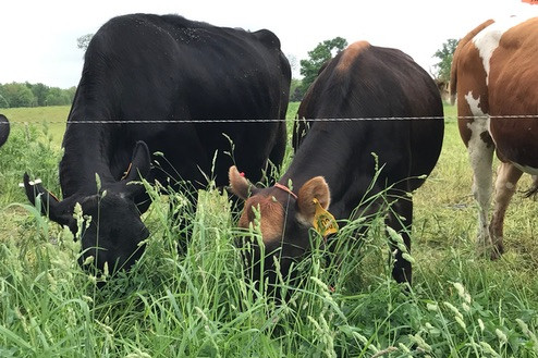 The Farm 3