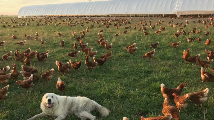 The Farm 7