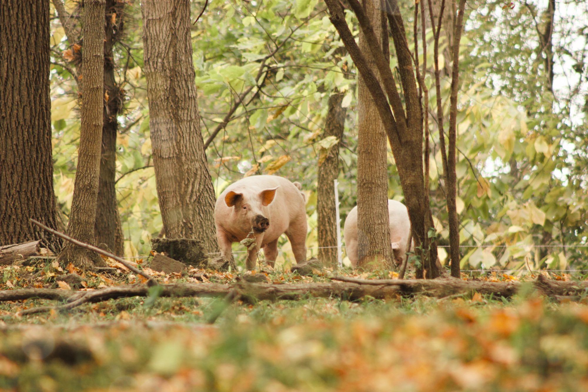 Pigs in pasture