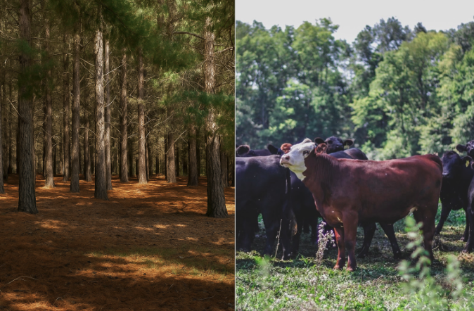 How Cattle Can Beat Trees at Carbon Capture