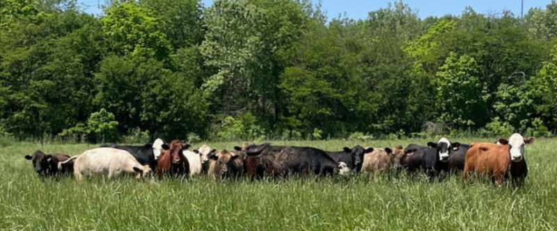 On the Farm