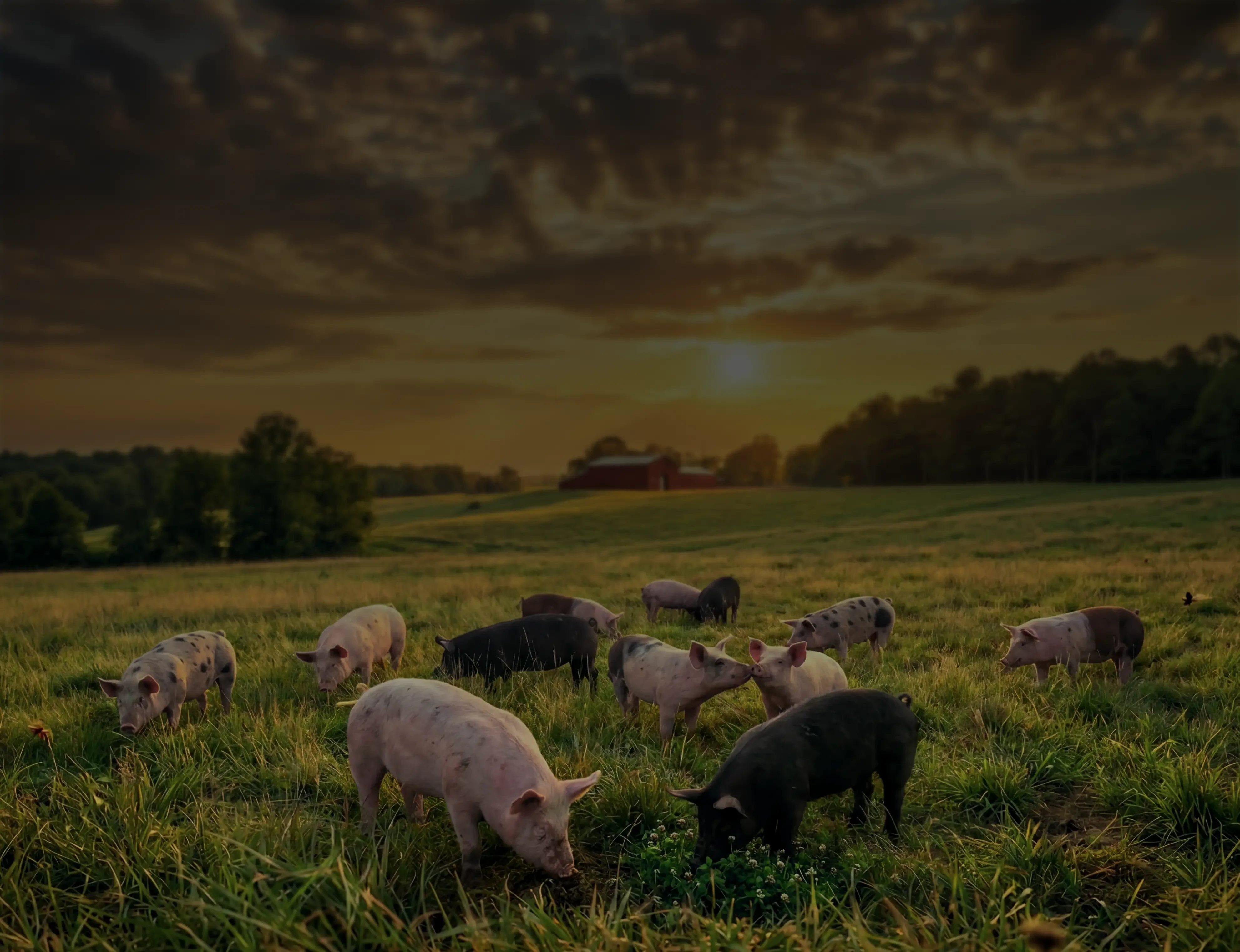Pigs in pasture